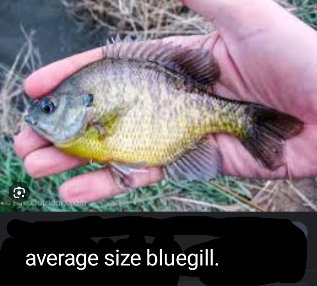 Record bluegill released clear lake ca: Hi everybody. I'm new to this I ...