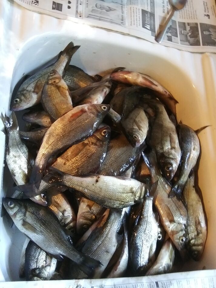 Maine white perch Got back from a week of white perch fishing last week had a great time and