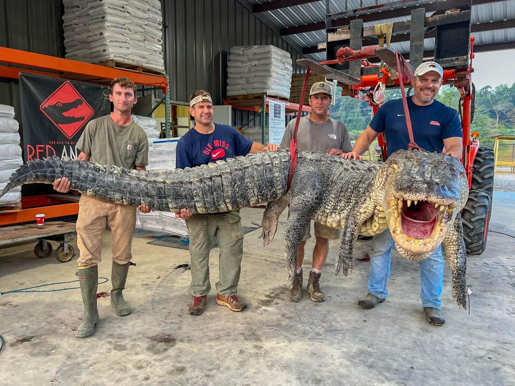 Four Mississippi hunters bagged the largest alliga...