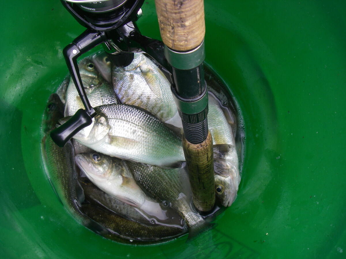 8/28/23 White perch near The Rocks 8/28/23 Hey Mike, you like WP Rocks