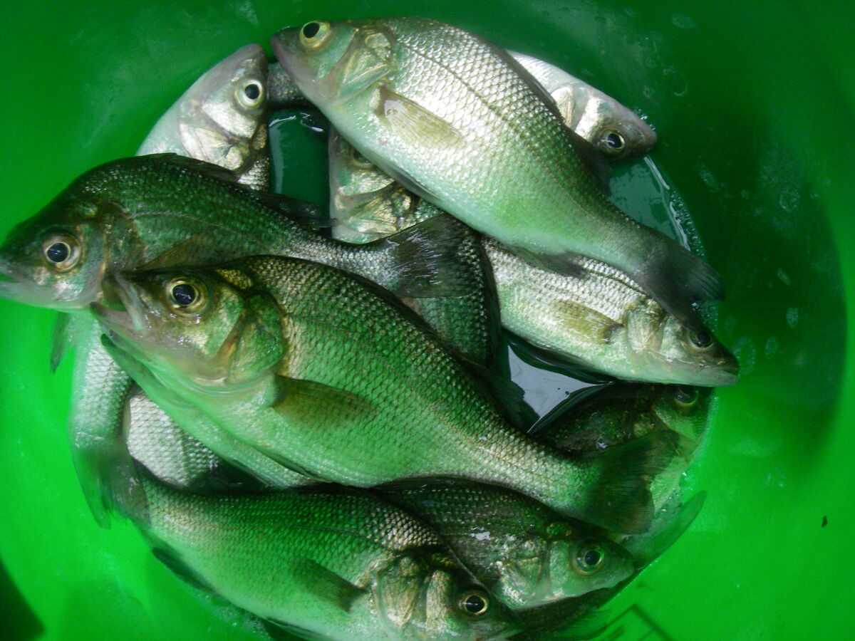 3/8/23 White Perch 3/8/23 I fished a new area this morning. I found a