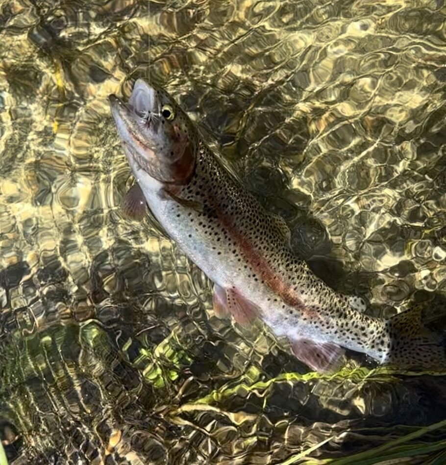 Eastern Sierra Fly Fishing trip report As promised here is how it was