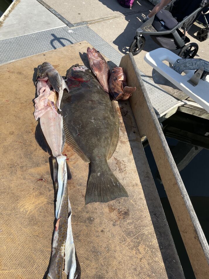 A couple un-filet rock fish, the halibut and ling ...