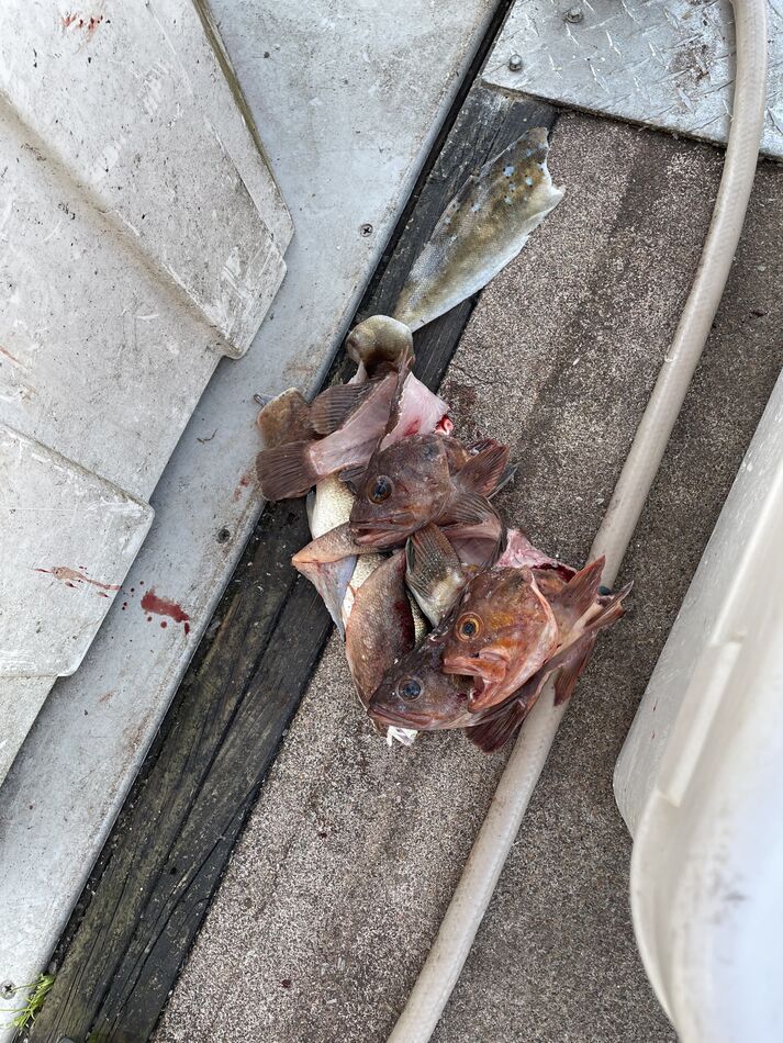 Already filet rock fish carcasses to be kept for c...