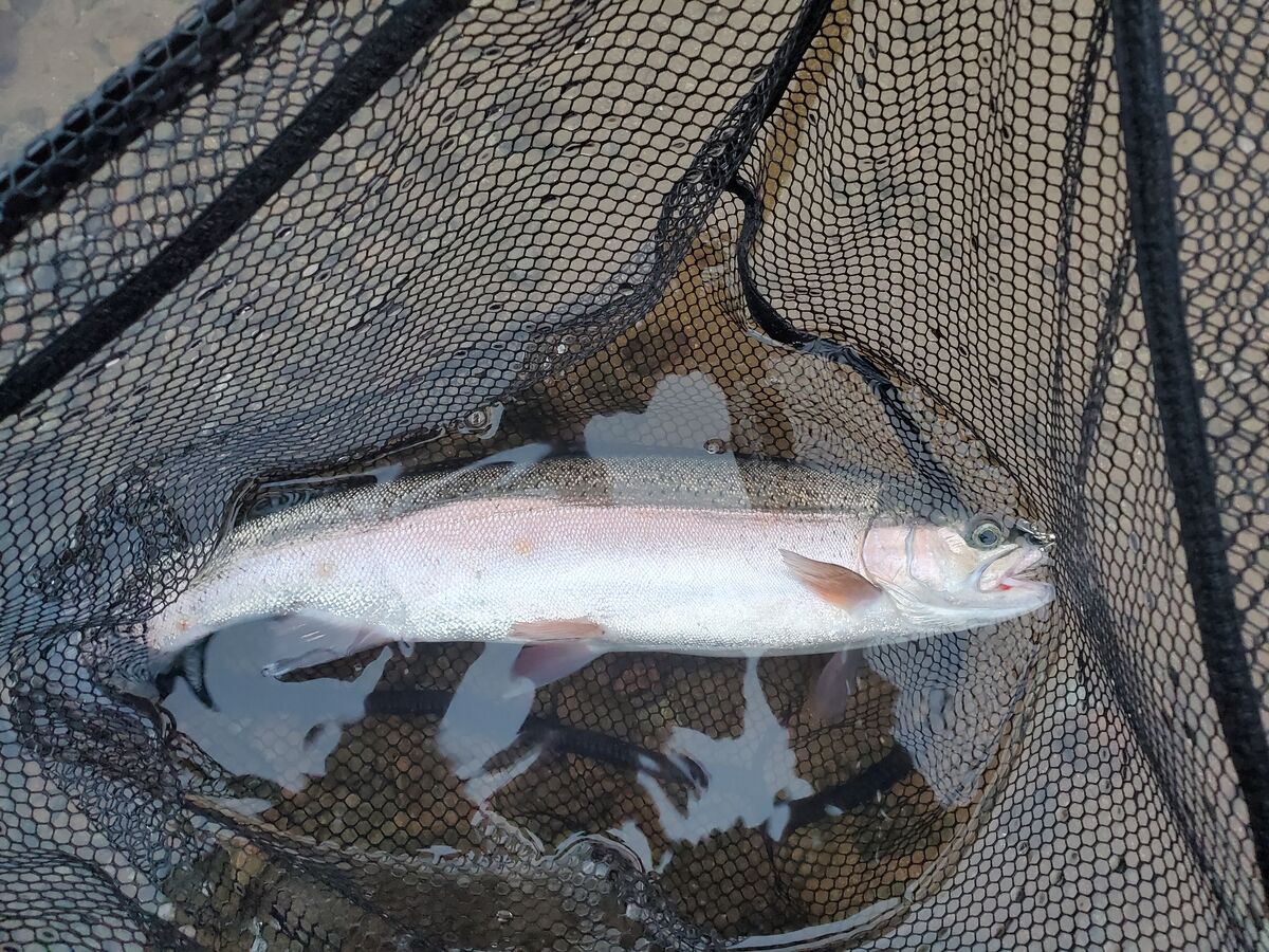 Elpine Fish Alpine Lake (Marin): Still hittin Alpine when possible...the smallmouth ...