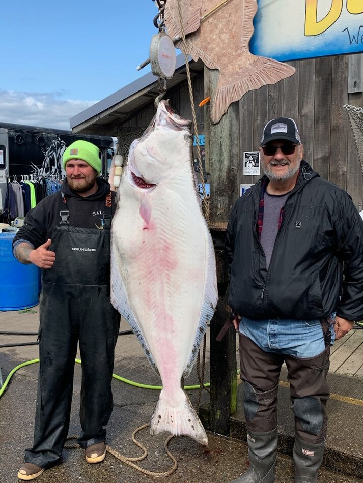 Recent Alaska Trip 140 Caught Out Of Homer In August   T1 796764 Halibut 