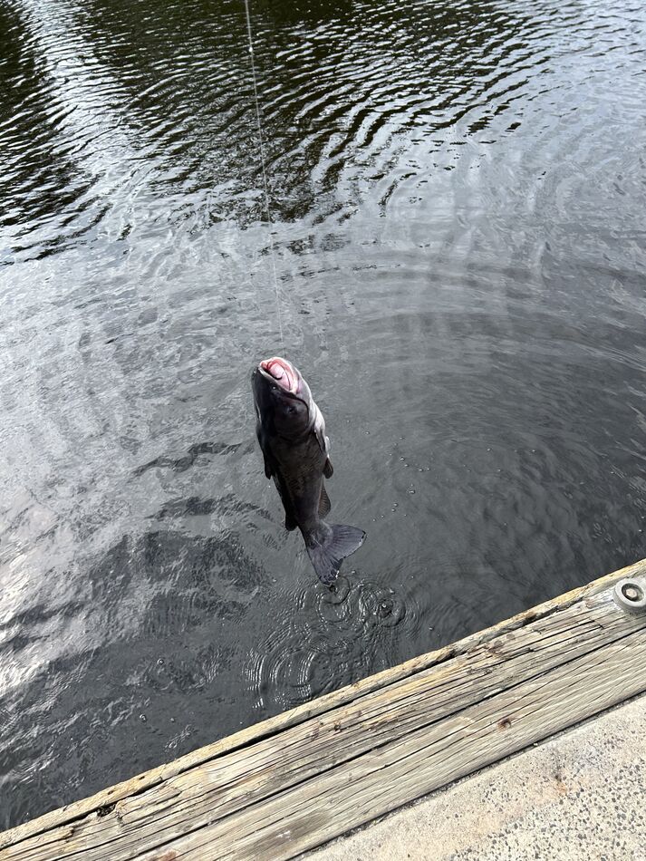 Catfish Latest catch in Jacksonville FL...