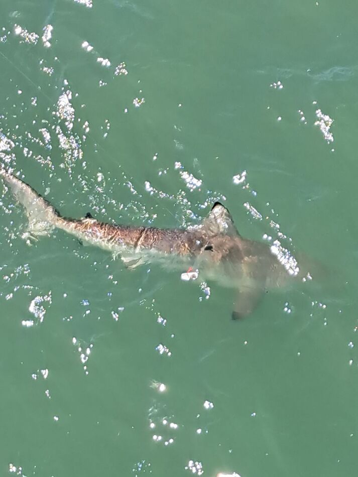 Seaview Fishing Poer Yesterday O fishing off Seaview Pier at North