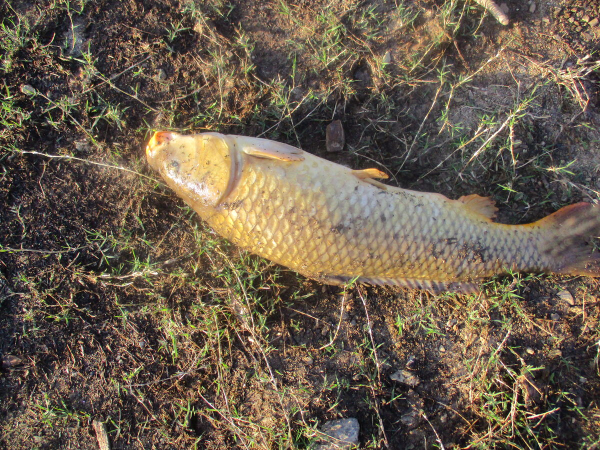 Back on Carp Back on the carp today, caught some nice ones, biggest