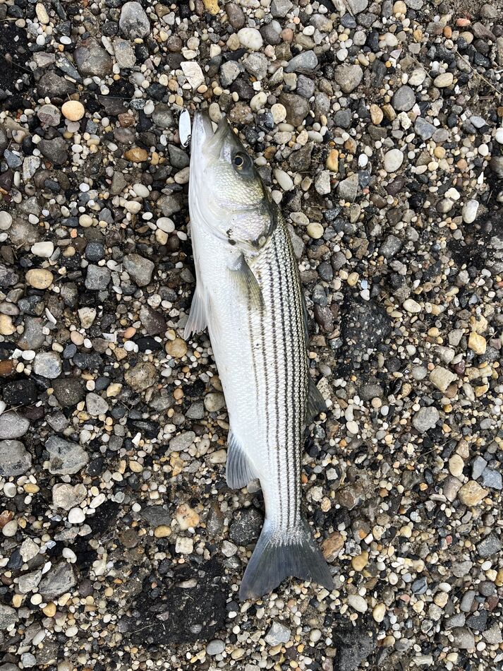 Last Fish of the Season Wrapping up my summer season in Wildwood, NJ