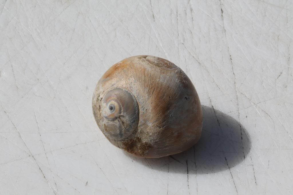 How to clean shells Tried many ways to clean seashells for decorations