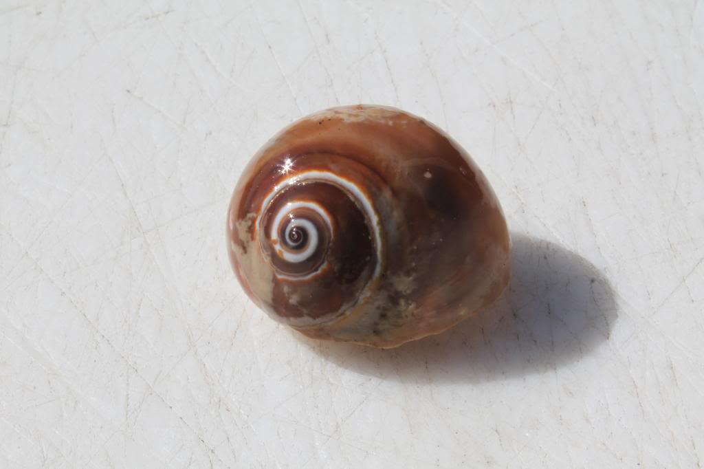 How to clean shells Tried many ways to clean seashells for decorations