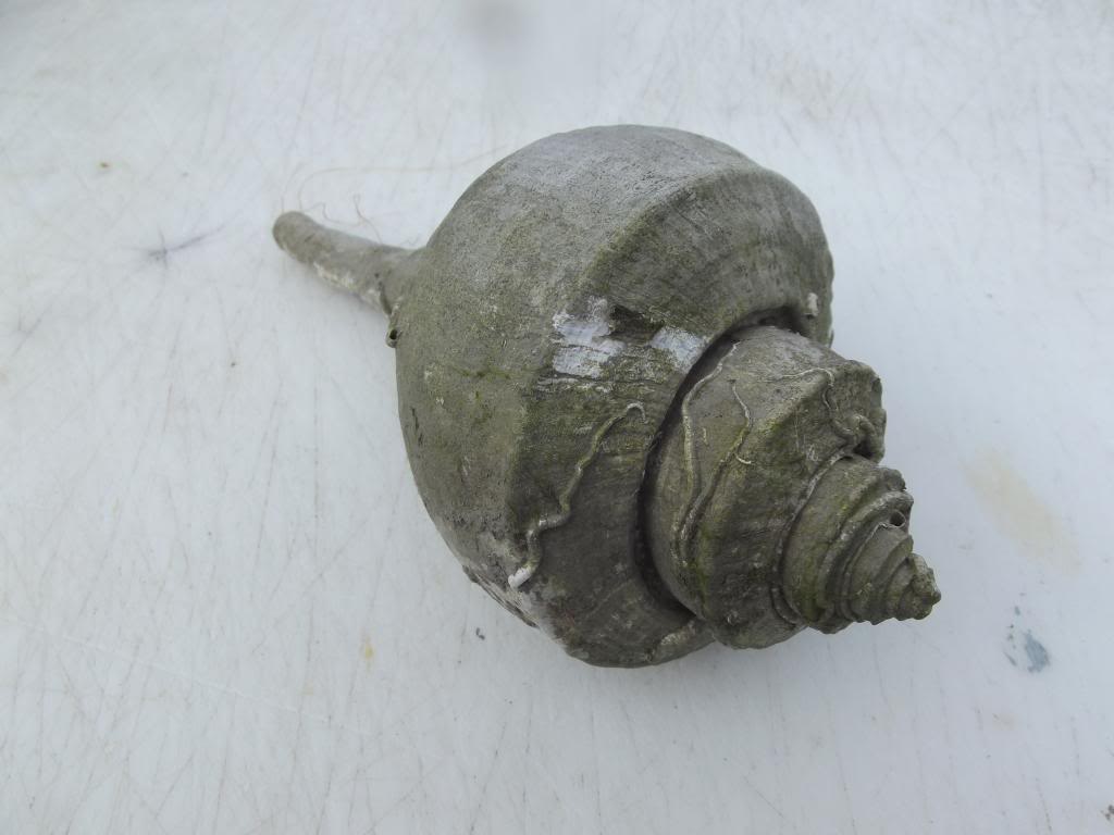 How to clean shells Tried many ways to clean seashells for decorations