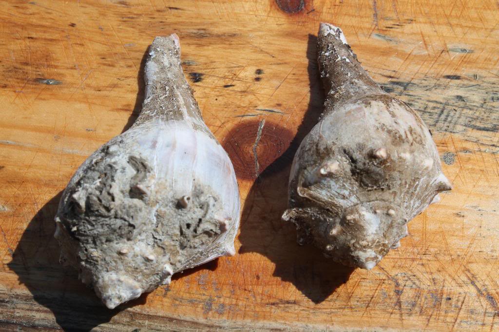 How to clean shells Tried many ways to clean seashells for decorations