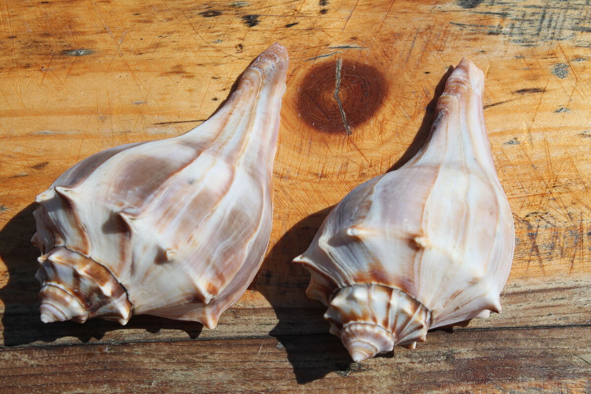 How to clean shells Tried many ways to clean seashells for decorations
