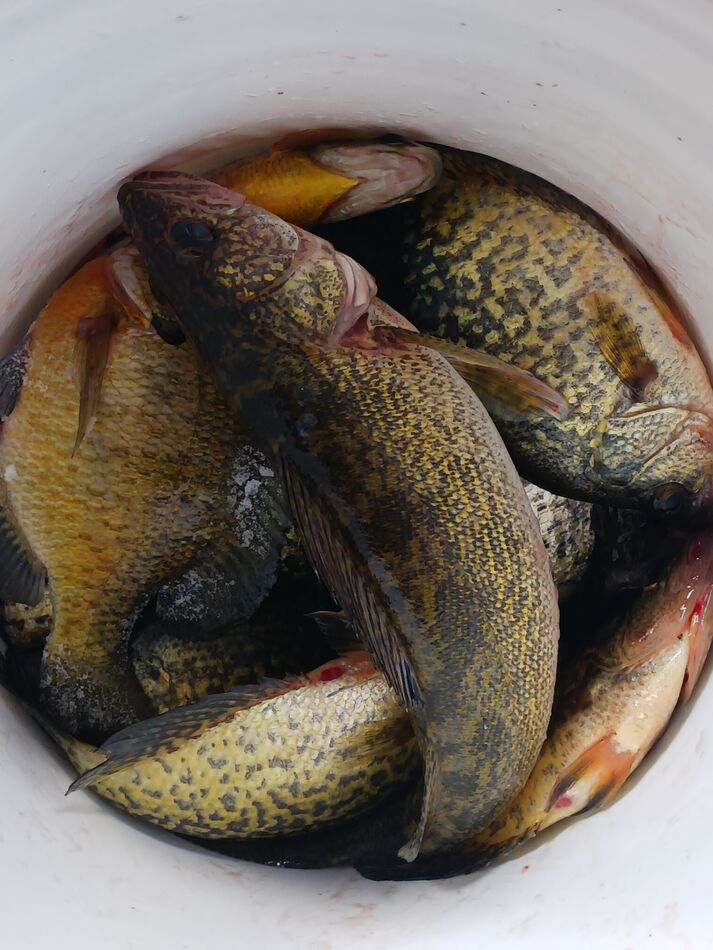 Ice fishing in Minnesota Fishing is good in Central minn. Sunnies