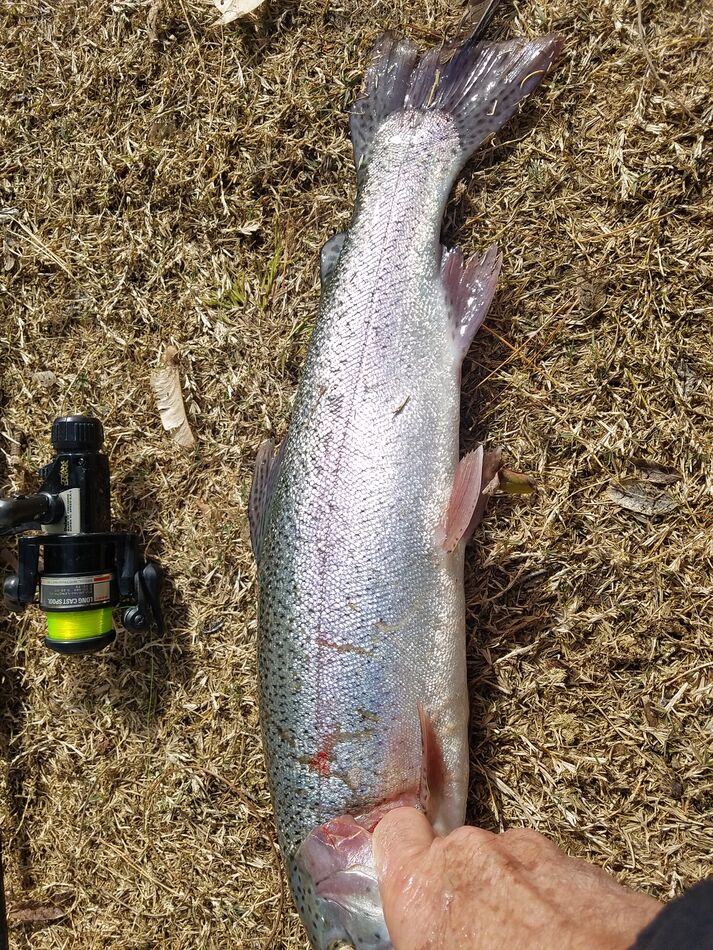 Phoenix Metropolitan Urban Fishing For those of you interested in easy