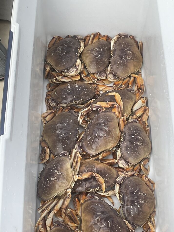 Our 14 crab....