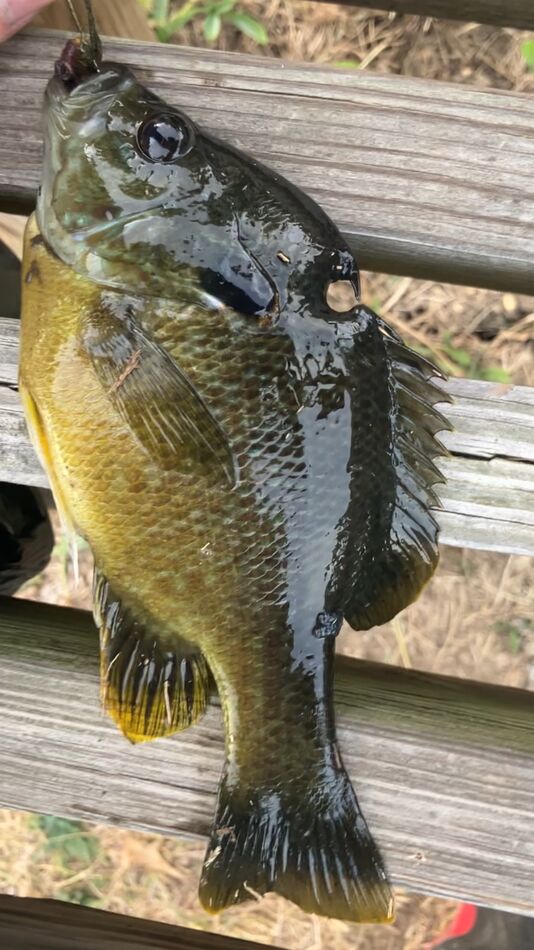 jonesy-from-colchester-il-just-trying-to-figure-out-good-fishing