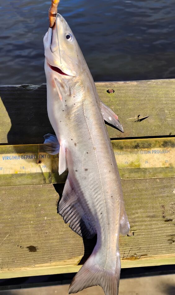 Fishing Lake Orange This morning I tried a lake I haven't been to in a