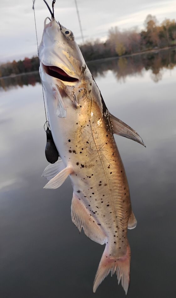 Fishing Lake Orange This morning I tried a lake I haven't been to in a