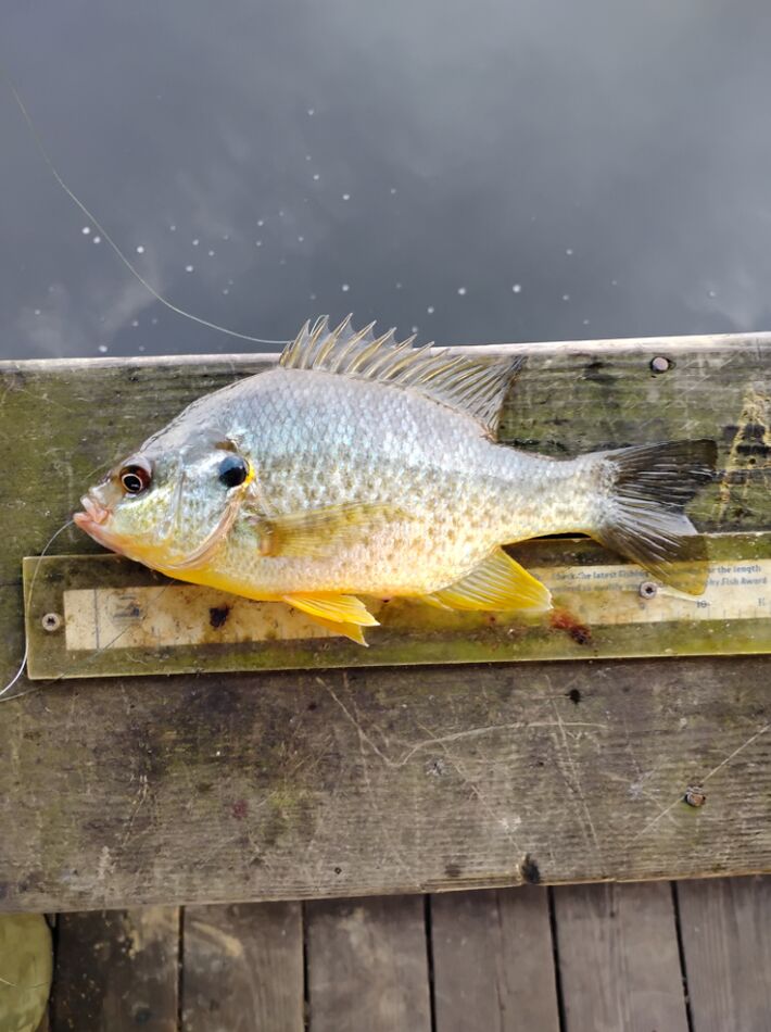 Fishing Lake Orange This morning I tried a lake I haven't been to in a