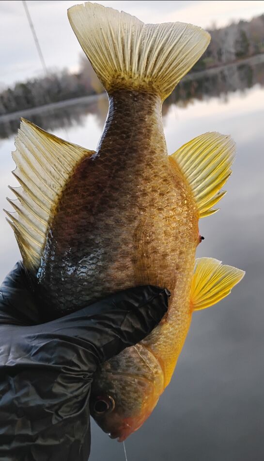 Fishing Lake Orange This morning I tried a lake I haven't been to in a