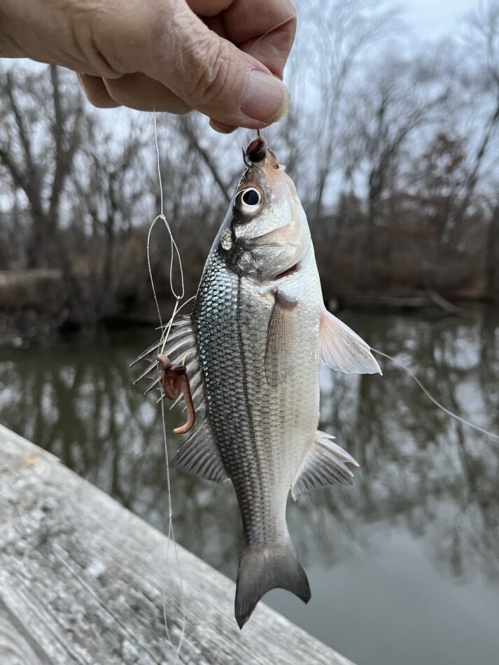 White perch: Went fishing 🎣 in 45 degrees Carnegie Lake this afternoon ...
