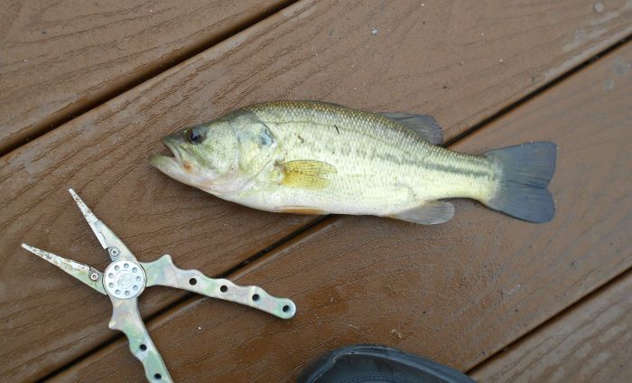small bass from the other day...
