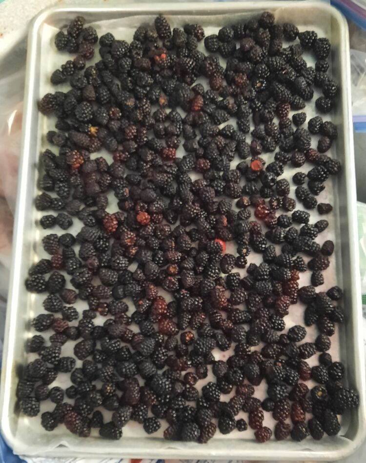 Wild Blackberrys...