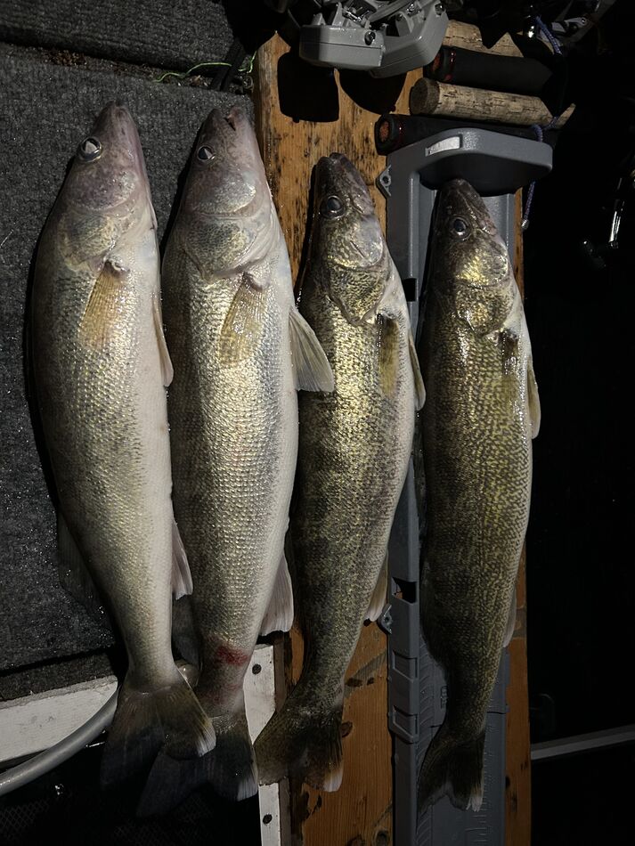 Kyle took 2 both about 24”.  These ranged 23&1/2” ...