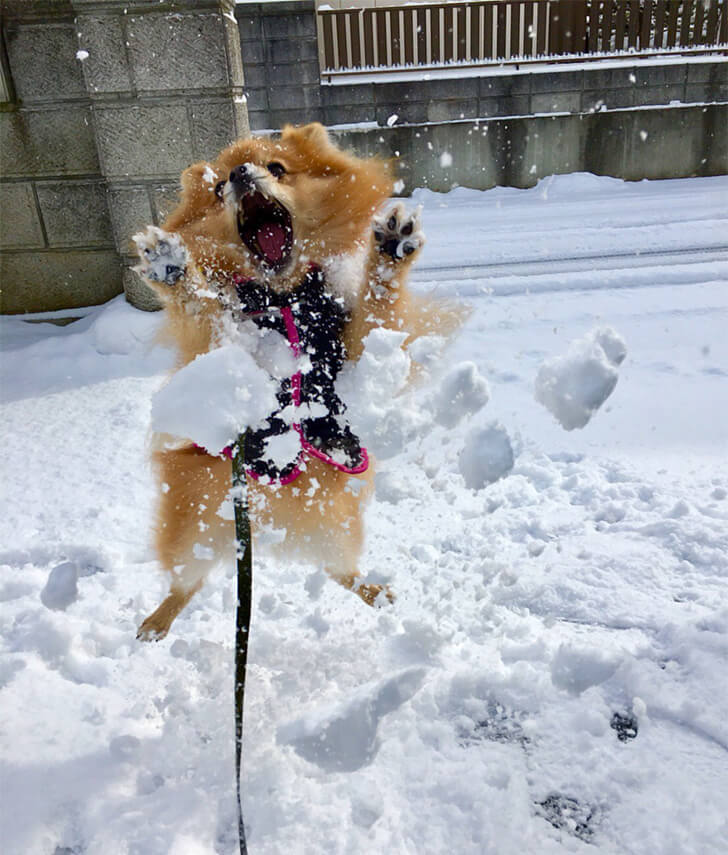 Are you thinking it is a warm spring? Check out these snow pics: Laugh ...