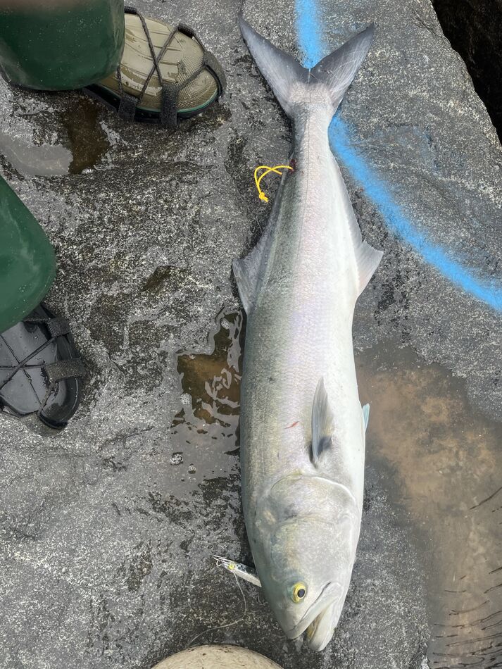 Nor’easter gale fishing 🎣: Went fishing 🎣 in Manasquan Inlet this ...