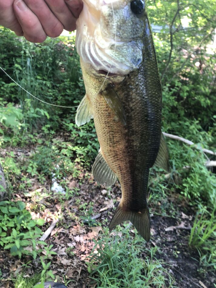 South Jersey fishing: Hit up my secret location. First cast nice little ...