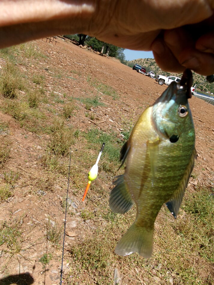 Mix Bag Had a fun day today with a mix bag of carp, blue gill, and