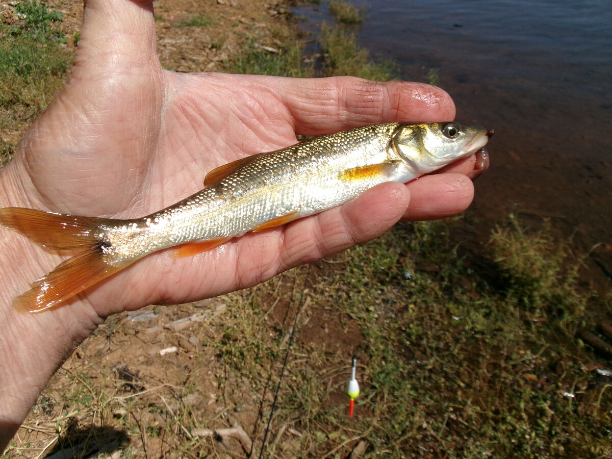 Mix Bag Had a fun day today with a mix bag of carp, blue gill, and