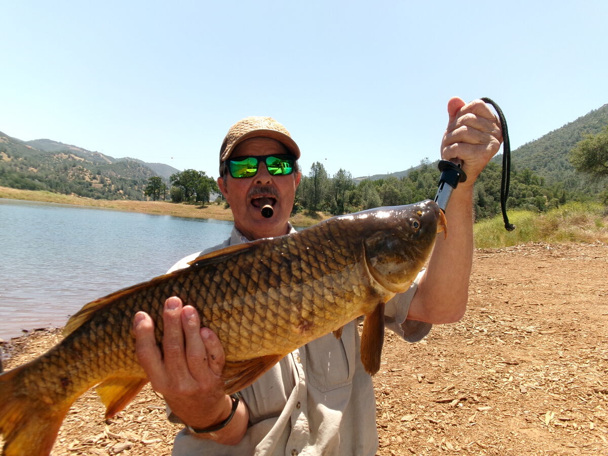 Mix Bag Had a fun day today with a mix bag of carp, blue gill, and