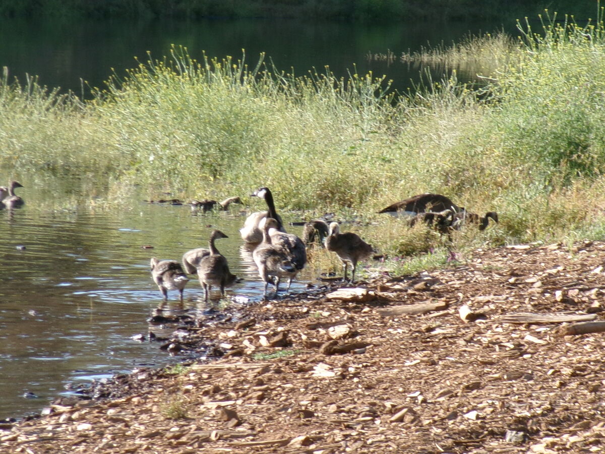 Mix Bag Had a fun day today with a mix bag of carp, blue gill, and