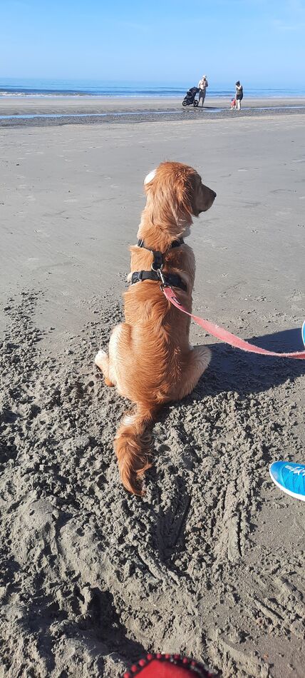Lily enjoying the beach...