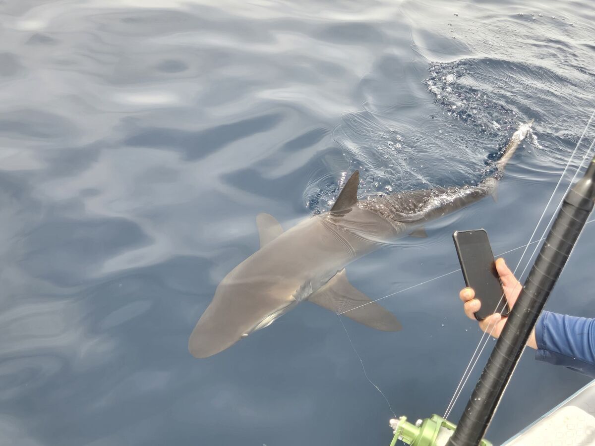 The shark we released...