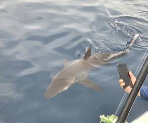The shark we released...