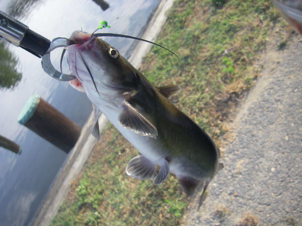 7/10/24 Cat Fishing: 7/10/24 I am having fun learning how to catch ...