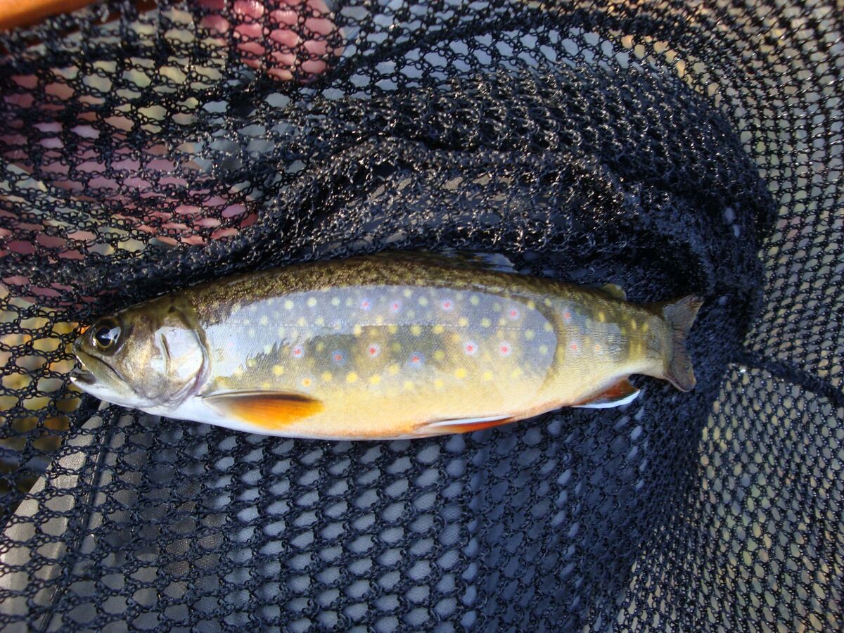 Cool water stream trout! Small, dainty and tiny would be three perfect ...