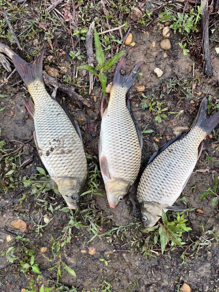 Caught carp (13) past 4 days: Went carping in 88 degree Robert G Martin ...