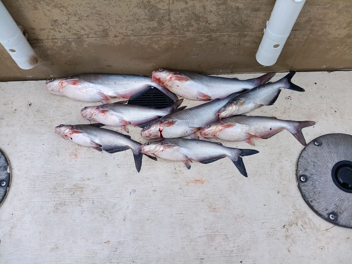 Blue catfish: With Rockfish season on pause, trying to do my part to ...