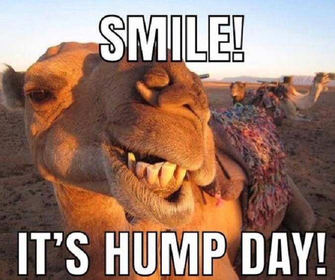 Good morning 8/14/24: Woo-hoo! It's Hump Day!! We've made it half way ...