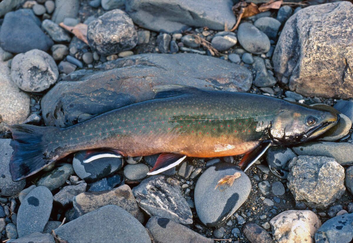 Dolly varden were a fun catch, and since my favori...