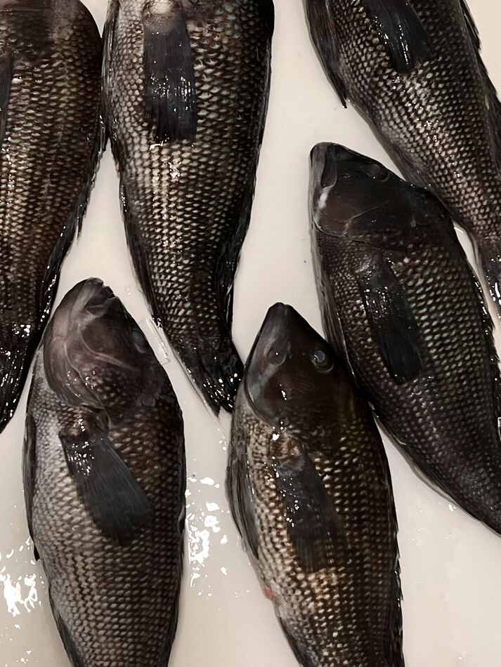 ocean-city-maryland-august-2024-i-m-looking-to-find-out-what-is