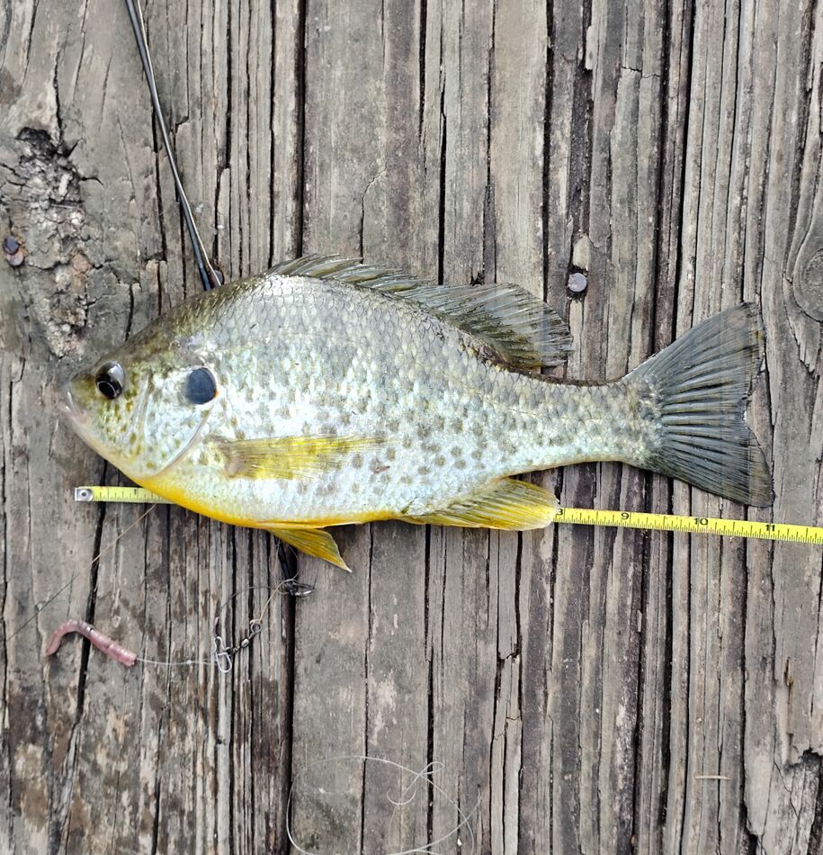 Some Small Bass and a Large Shellcracker: I went to Mott's Reservoir ...