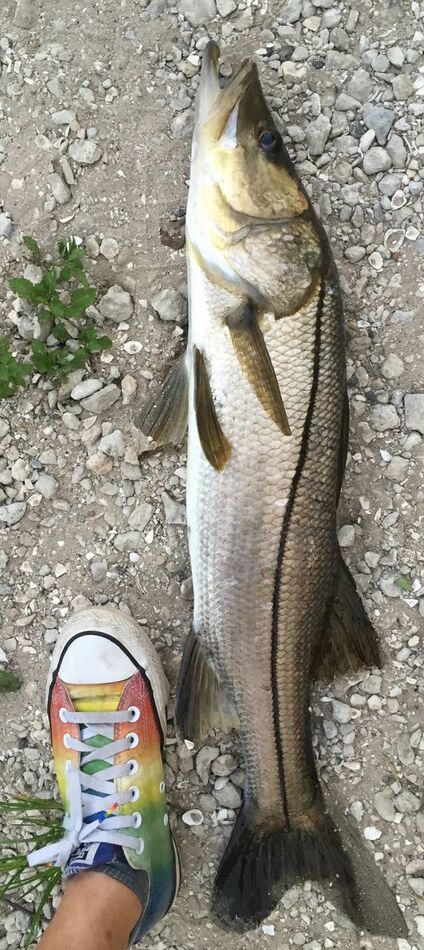 Snook: Just a few snook...